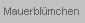 Mauerbl�mchen
